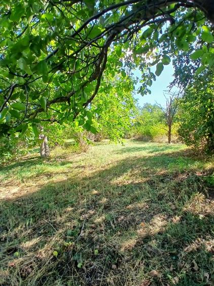 Casă individuală cu 2 camere cu Teren 7000 Mp în Ibănești
