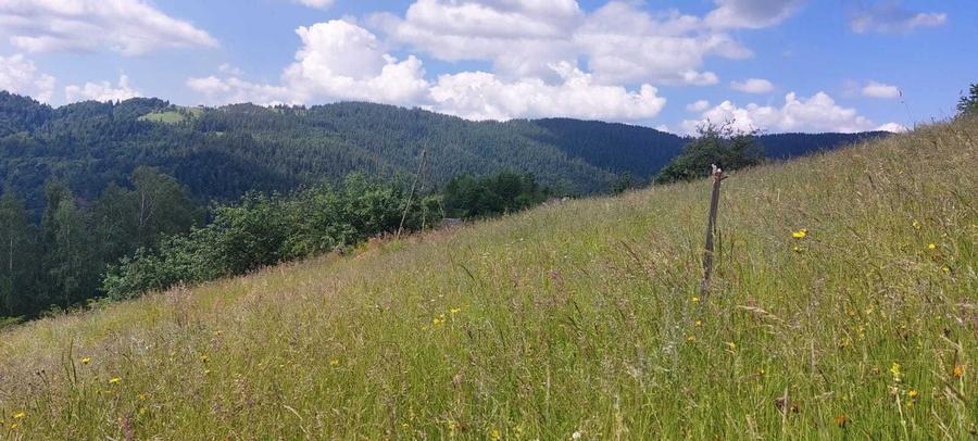 Teren de vis 2263 mp in Apuseni com. Horea, Alba | Priveliste superba - 3