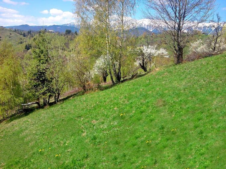 teren intravilan in zona Magura Bran - 25