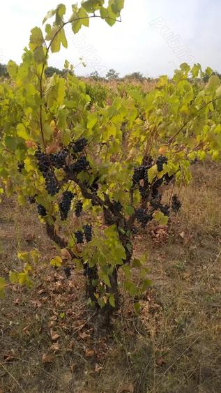 Teren de 8700 mp, în Măgurele