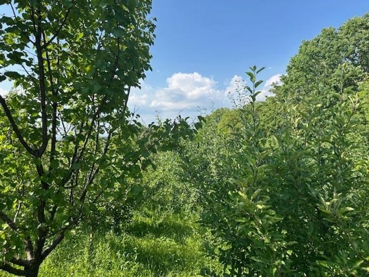 Casă individuală cu 6 camere cu Teren 4500 Mp în Podgoria