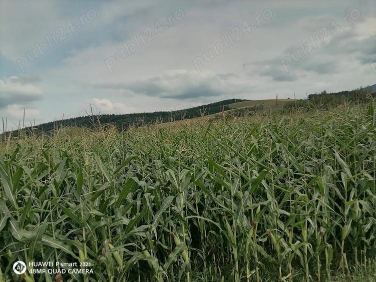Teren de 1200 mp, în Poplaca