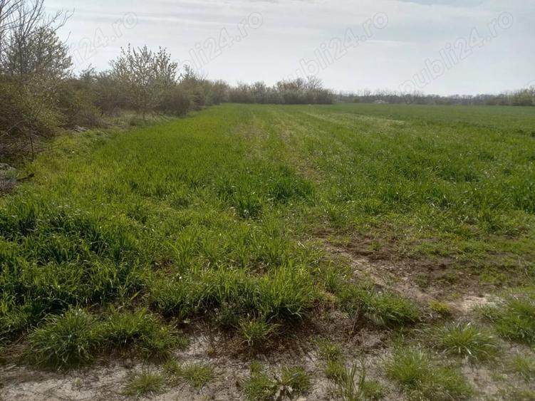 Teren de 5000 mp, în Afumați