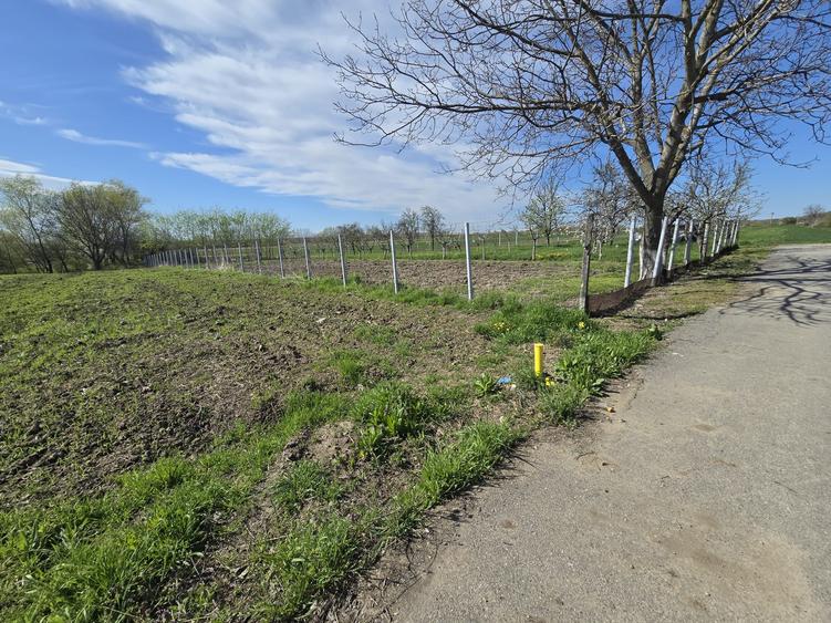 Teren Construcții intravilan de 1300 mp, în Curtișoara