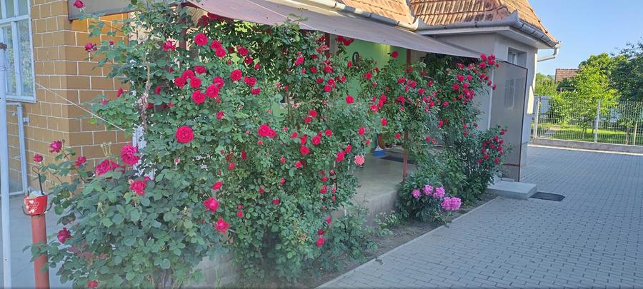 Casa de vanzare in Ludus - 7