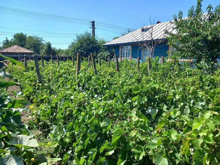 Casă cu 4 camere cu Teren 3590 Mp în Colceag