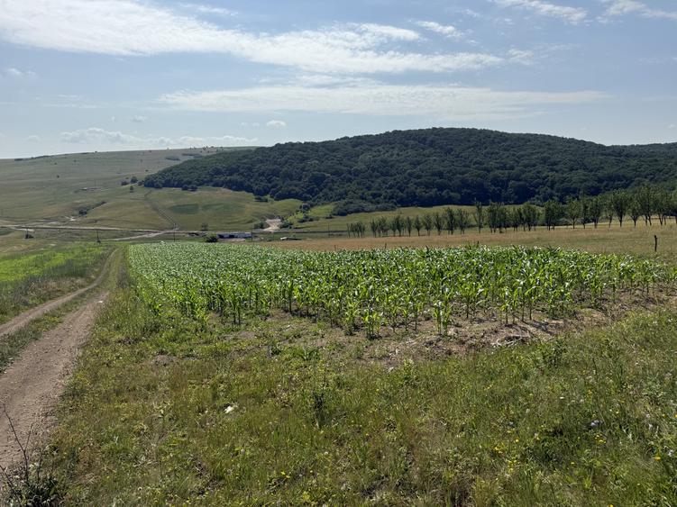Teren Construcții intravilan de 5800 mp, în Dezmir