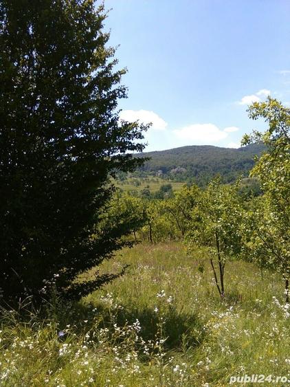 Teren de 3600 mp, în Aluniș
