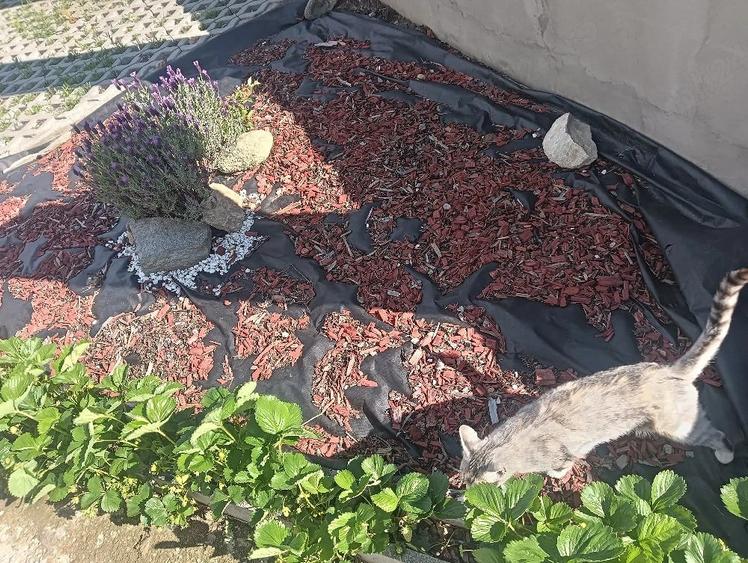 Casă cu 3 camere cu Teren 500 Mp în Prundu