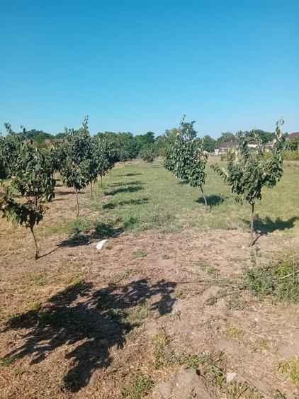 Vanzare teren intravilan - 2