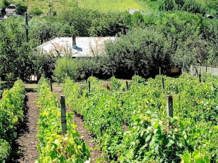 Casă cu 3 camere cu Teren 3116 Mp în Valea lui Darie