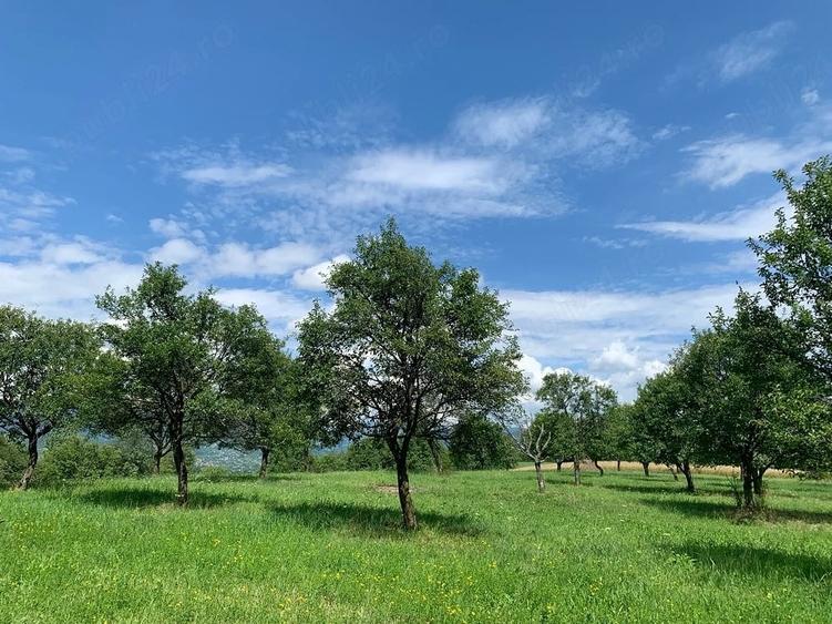 Teren de 6000 mp, în Cetățele