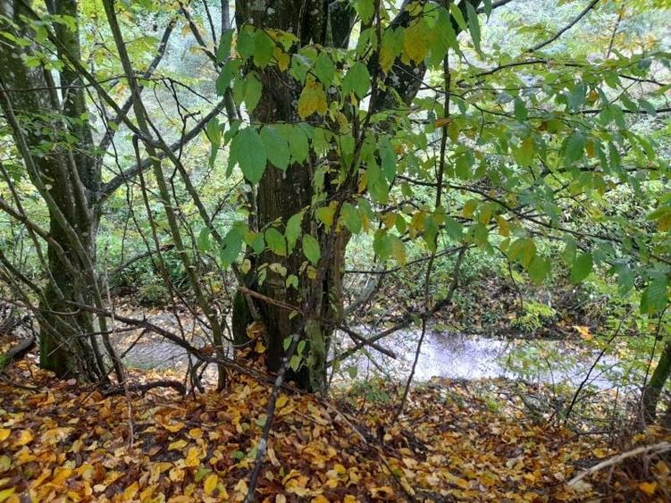 Teren de 905 mp, în Pădurea Neagră