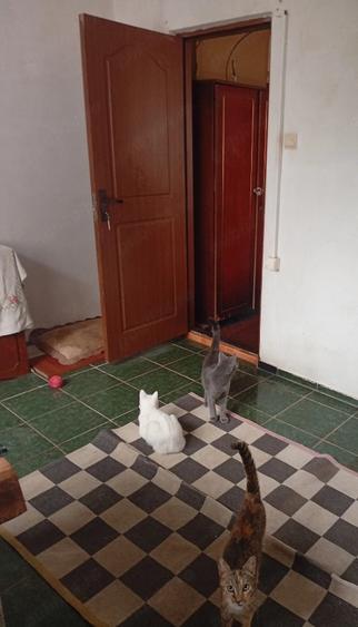 Apartament cu 3 camere semidecomandat în Gojdu