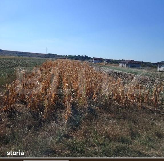 Teren intravilan agricol Mihai Viteazu, 3.000 mp - 1