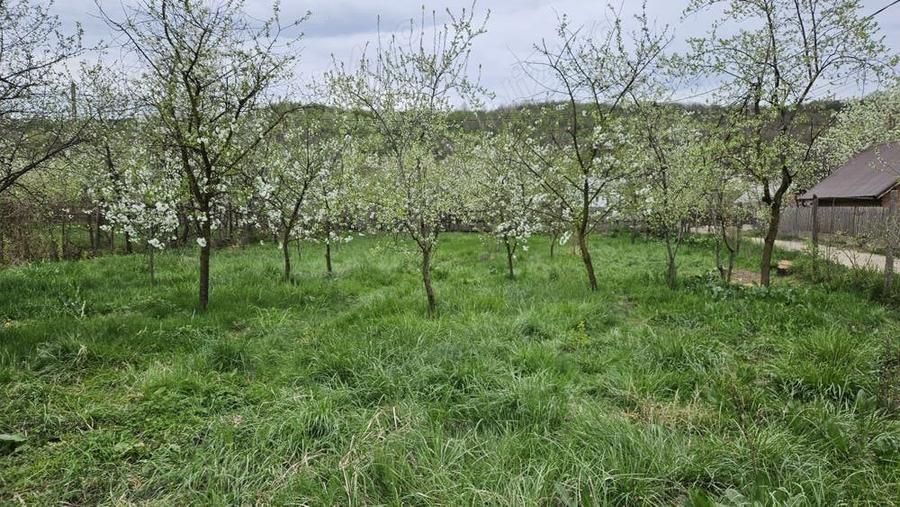 Teren de 2700 mp, în Bogați