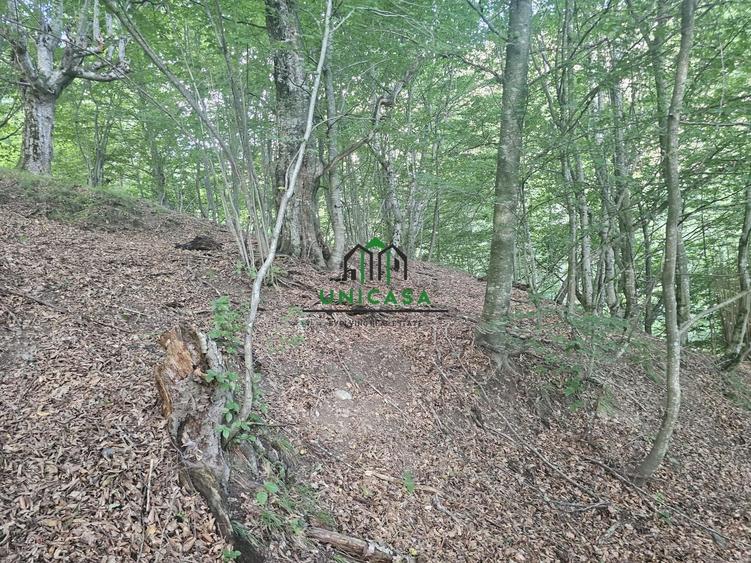 Teren extravilan de 3903 mp, în Est