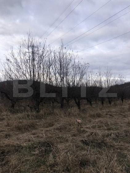 Teren Construcții intravilan de 1037 mp, în Viforâta