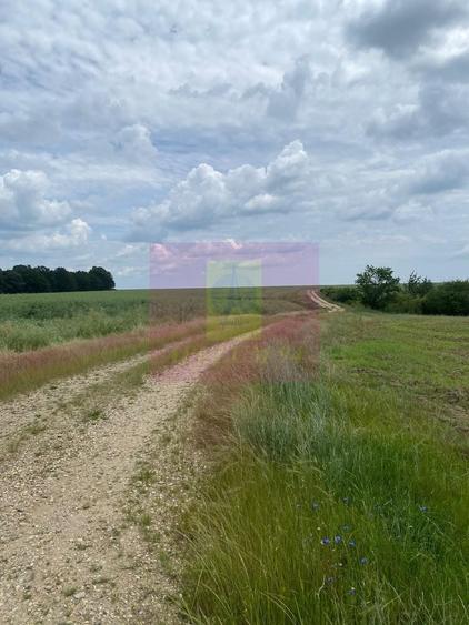 Teren agricol extravilan de 62600 mp, în Albota