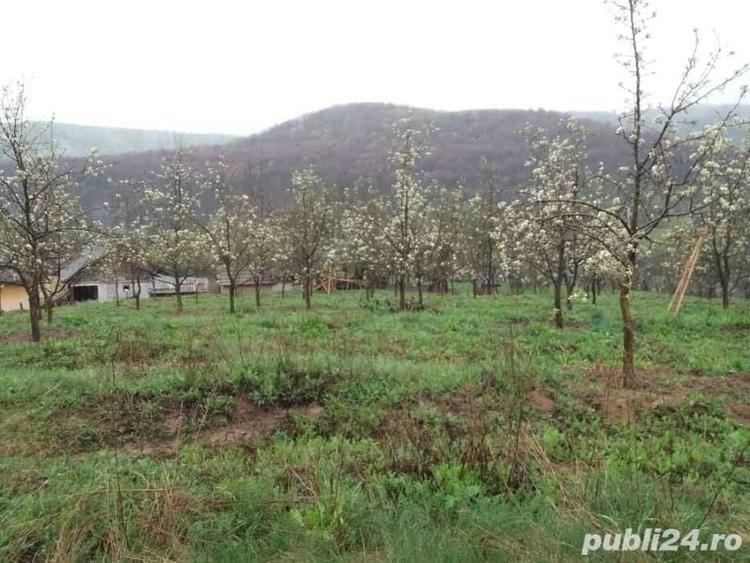 Teren de 4000 mp, în Tutana