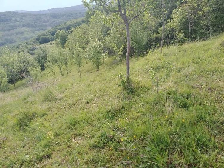 Teren de 4574 mp, în Predeal