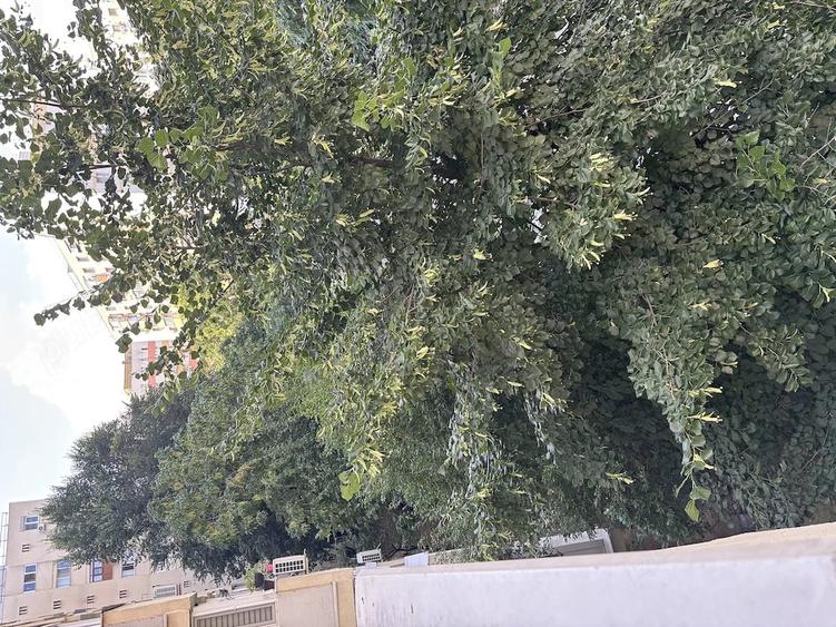 Apartament cu 2 camere decomandat în Doamna Ghica
