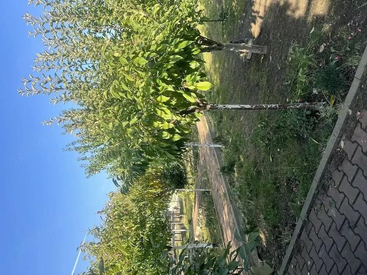 Casă cu 5 camere cu Teren 1400 Mp în Petrolului