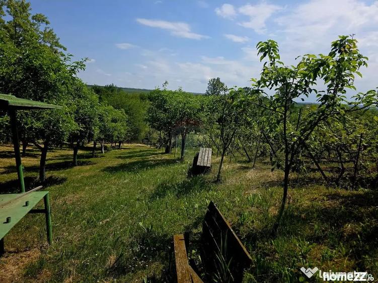 Teren de 4516 mp, în Doina