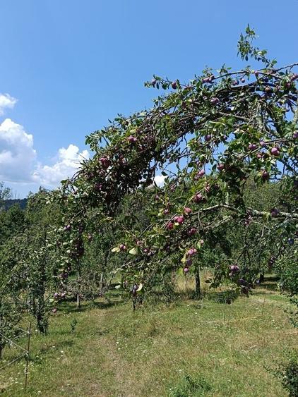 Casă cu 1 camere în Central