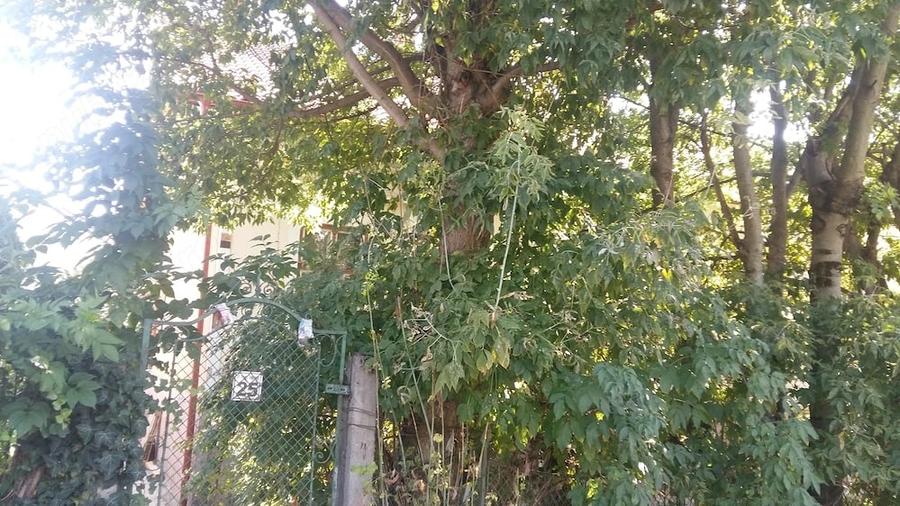 Casă cu 8 camere cu Teren 650 Mp în Grigorescu