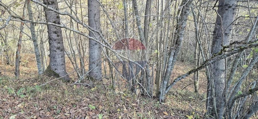 Teren de 2800 mp, în Schitu Tarcău