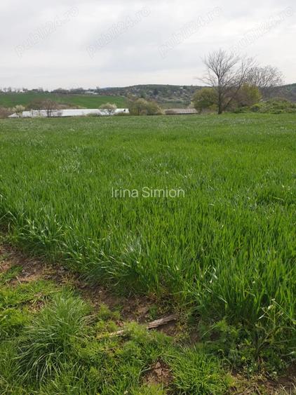 Ocazie,teren intravilan 7000 mp, Telita, comuna Frecatei, Tulcea