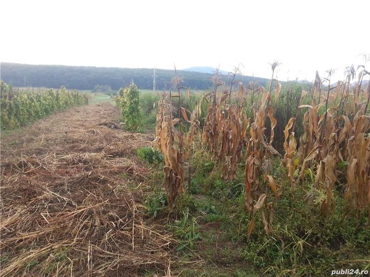 Teren de 2700 mp, în Rășinari