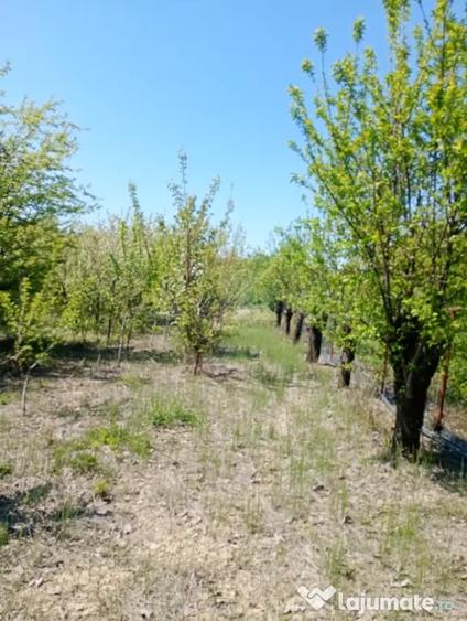 Teren de 8900 mp, în Olari