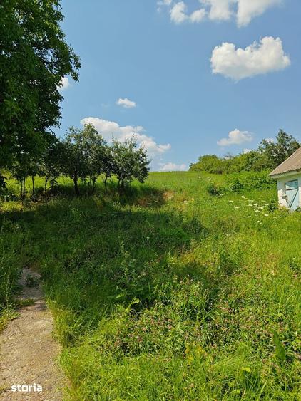 Teren de 5000 mp, în Horlești