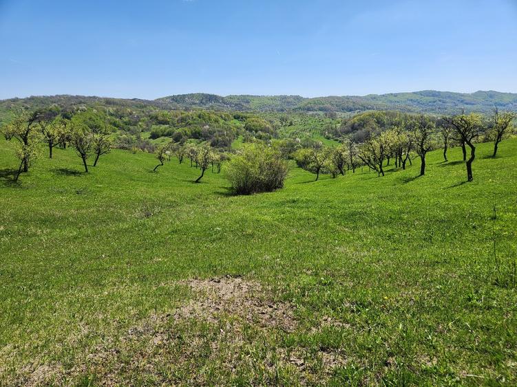 Teren Construcții intravilan de 16000 mp, în Ogretin
