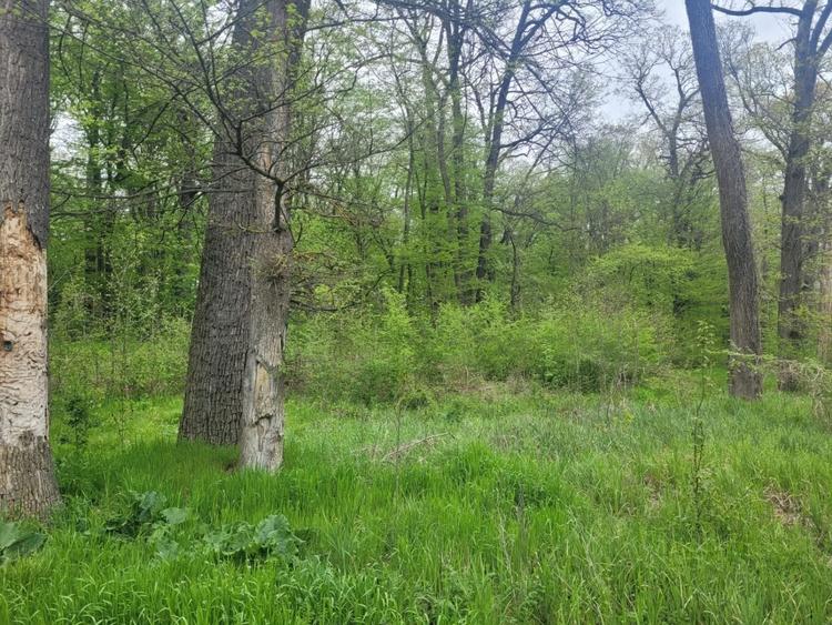 Teren Construcții de 4000 mp, în Snagov