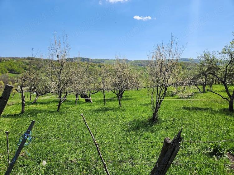 Teren de 16000 mp, în Nucșoara de Jos