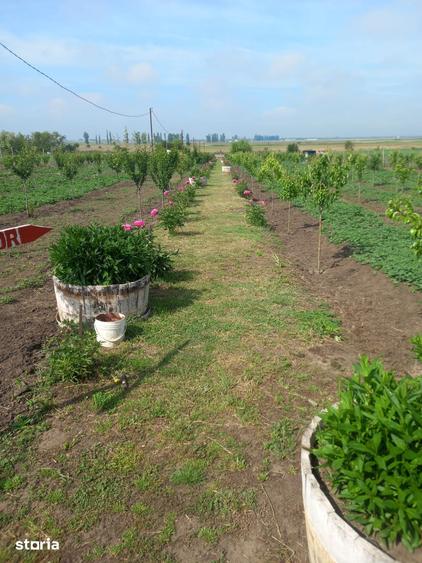 Casa baraneasca + 9300mp teren (livada) zona sat Ziduri jud. Buzau - 15