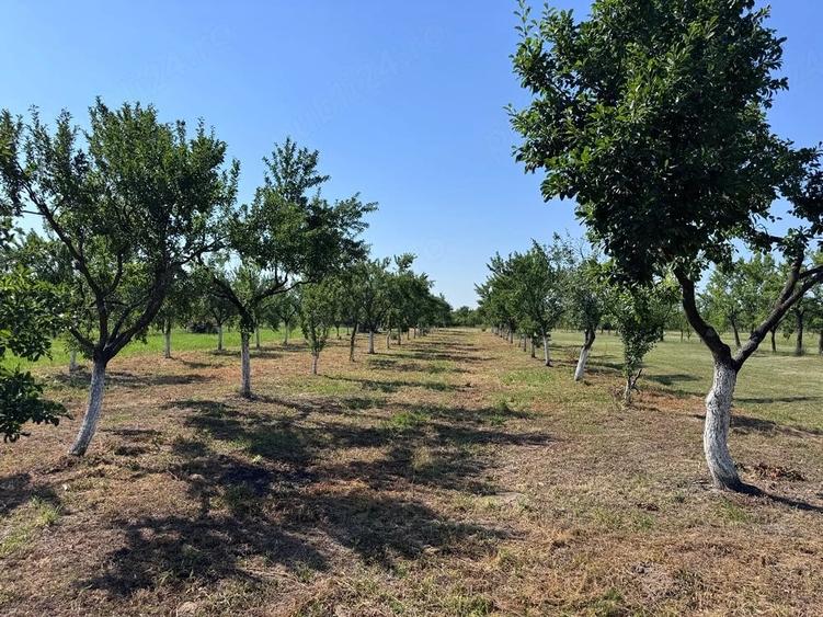 Casă cu 2 camere cu Teren 3400 Mp în Central