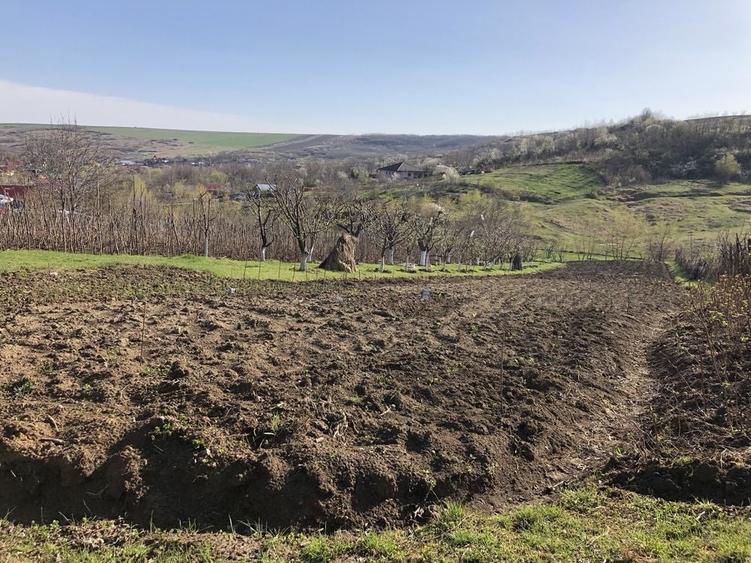 Teren de 5000 mp, în Miroslava