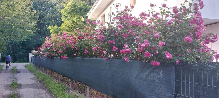Casă cu 7 camere cu Teren 950 Mp în Săftica