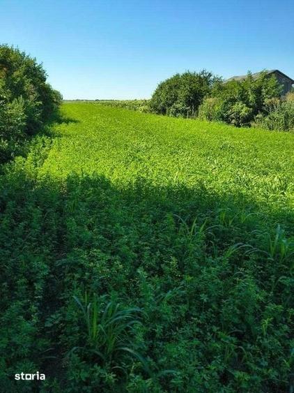 Vand teren intravilan la 25 min de Ploiesti 5000 mp -5 euro mp - 2