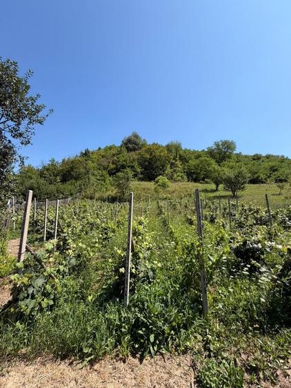 Casă individuală cu 3 camere cu Canalizare în Sănduleni