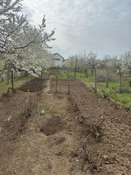 Teren de 1513 mp, în Central