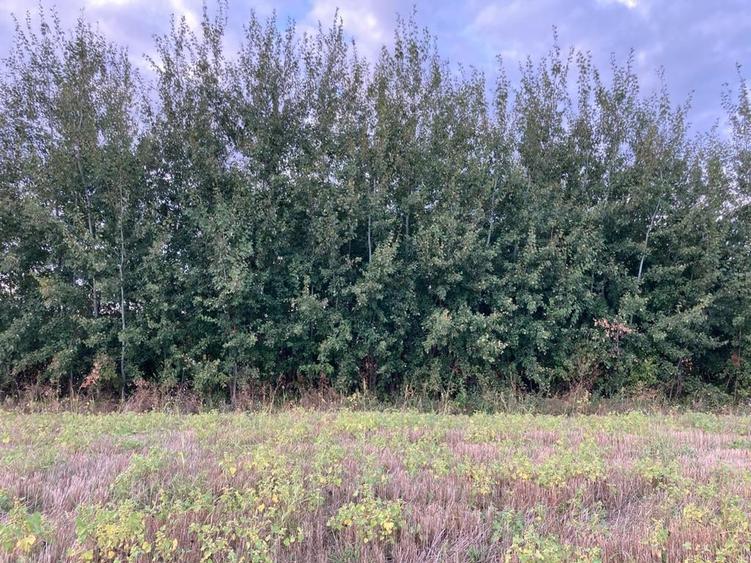Teren agricol extravilan de 621 mp, în Corbeanca