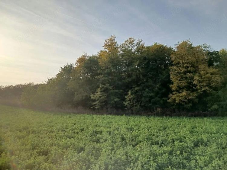 Teren de 1600 mp, în Mănărade