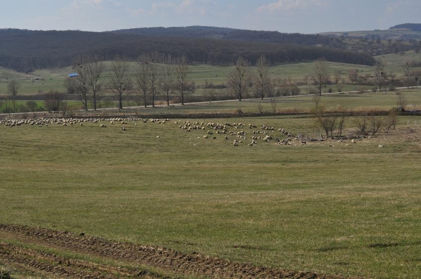 Teren agricol extravilan de 90000 mp, în Șoarș