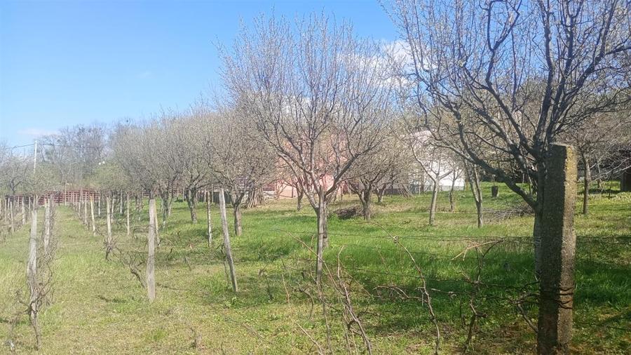 Pietrarie Vila P+1 s=164mp garaj beci teren 2000mp livada vie zona verde - 14