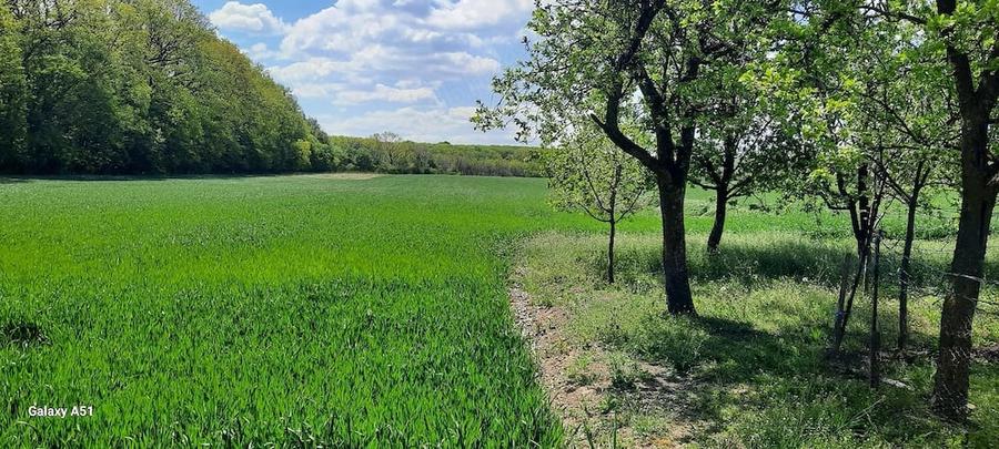 Casă cu Teren 12200 Mp în Cârlig